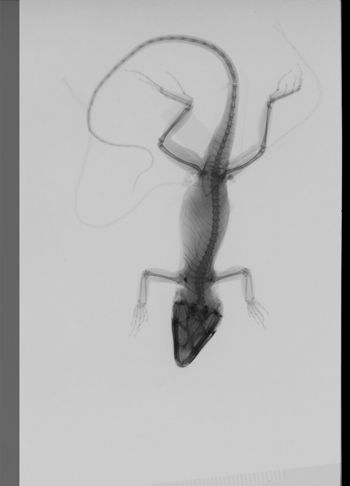 Media type: image;   Herpetology R-189316